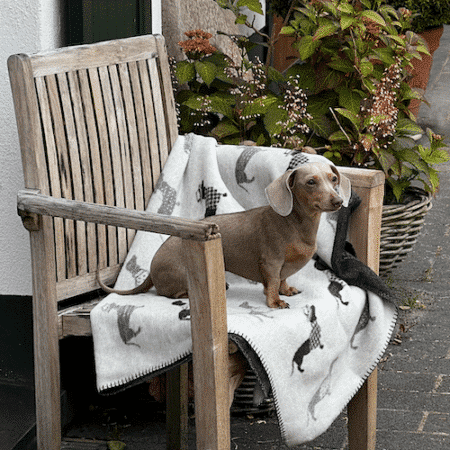 Decke Dackel - Kuscheldecke mit Dackelmotiv