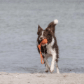 Tauspielzeug "Bolly" Wurfball Tauwerk | Orange