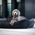 Laboni Hundebett Buffalo