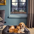 Laboni Hundebett Buffalo