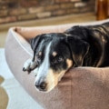 Laboni Hundebett Buffalo