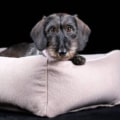 Laboni Hundebett Buffalo