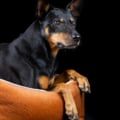 Laboni Hundebett Buffalo